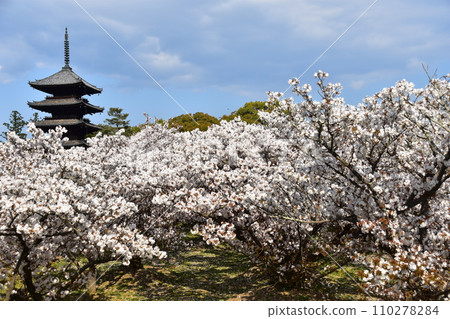 Kyoto in spring in Japan, Ninnaji Temple, a world heritage site, Omuro cherry blossoms in full bloom, a five-storied pagoda that is an important cultural property, and a beautiful blue sky Kyoto in spring in Japan, Ninnaji Temple, a world heritage site, Omuro cherry blossoms in full bloom, a five-storied pagoda that is an important cultural property, and a beautiful blue sky 110278284