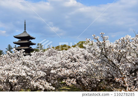 日本春天的京都、世界遺產仁和寺、盛開的大室櫻花、重要文化財產的五層寶塔、美麗的藍天 日本春天的京都、世界遺產仁和寺、盛開的大室櫻花、重要文化財產的五層寶塔、美麗的藍天 110278285