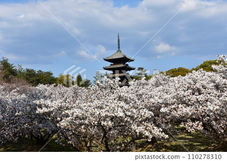 日本春天的京都、世界遺產仁和寺、盛開的大室櫻花、重要文化財產的五層寶塔、美麗的藍天 日本春天的京都、世界遺產仁和寺、盛開的大室櫻花、重要文化財產的五層寶塔、美麗的藍天 110278310