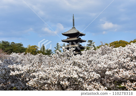 日本春天的京都、世界遺產仁和寺、盛開的大室櫻花、重要文化財產的五層寶塔、美麗的藍天 日本春天的京都、世界遺產仁和寺、盛開的大室櫻花、重要文化財產的五層寶塔、美麗的藍天 110278318