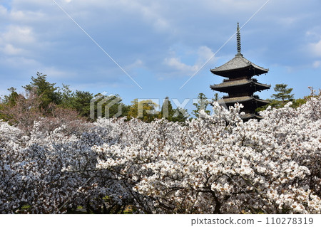 Kyoto in spring in Japan, Ninnaji Temple, a world heritage site, Omuro cherry blossoms in full bloom, a five-storied pagoda that is an important cultural property, and a beautiful blue sky Kyoto in spring in Japan, Ninnaji Temple, a world heritage site, Omuro cherry blossoms in full bloom, a five-storied pagoda that is an important cultural property, and a beautiful blue sky 110278319