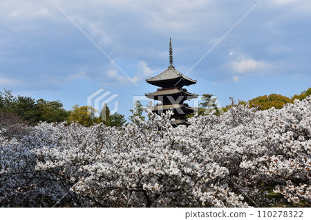 Kyoto in spring in Japan, Ninnaji Temple, a world heritage site, Omuro cherry blossoms in full bloom, a five-storied pagoda that is an important cultural property, and a beautiful blue sky 110278322