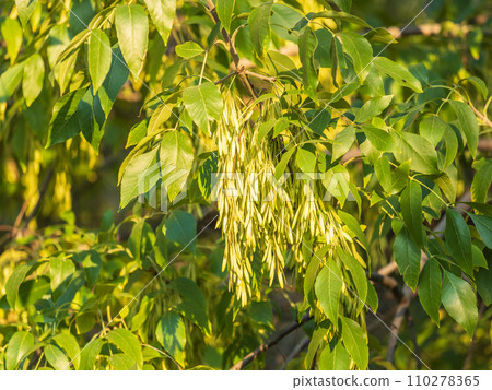 Close up of seeds of the ash, or European ash or common ash, Fraxinus excelsior. Close up of seeds of the ash, or European ash or common ash, Fraxinus excelsior. 110278365