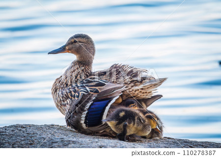 Adult duck with many ducklings sits on green shore of pond Adult duck with many ducklings sits on green shore of pond 110278387