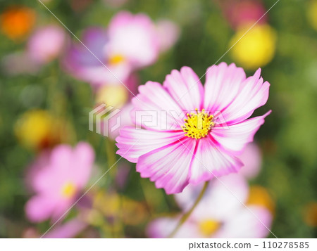 粉紅波斯菊的特寫 110278585