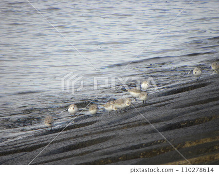 A migratory bird, the common sandpiper, is found in abundance on the shores of Kemigawahama. 110278614