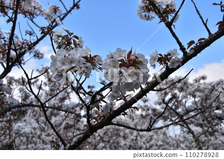 日本京都世界遺產仁和寺的大室櫻花在春天盛開 110278928
