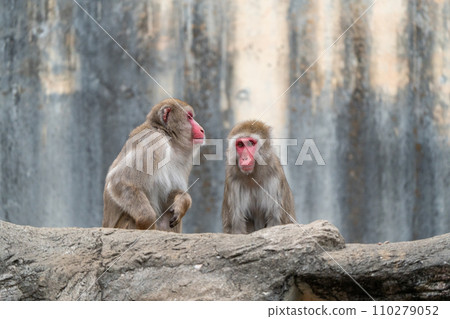 Japanese macaque in Zoorasia Japanese macaque in Zoorasia 110279052