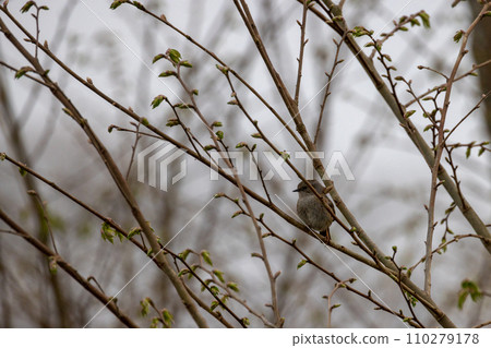 Spring's Prelude: Bird Among Budding Branches Spring's Prelude: Bird Among Budding Branches 110279178
