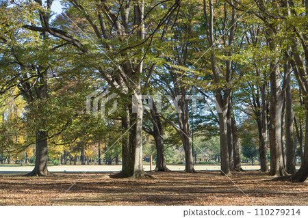 小金井公園林 110279214