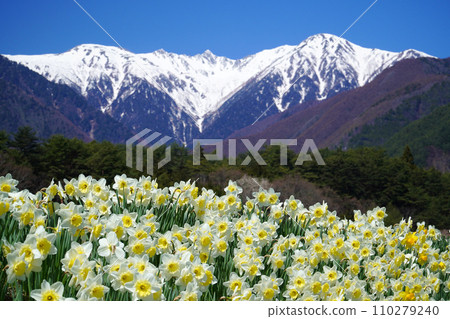 Daffodils and the Central Alps [Komagane City, Nagano Prefecture] 110279240