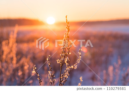 Frosty grass at winter sunset Frosty grass at winter sunset 110279381