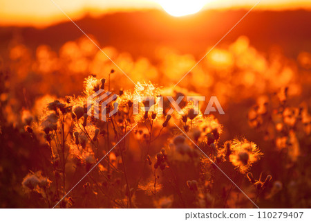 Rural grass on meadow and sunset 110279407