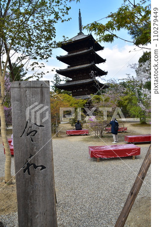 Kyoto in spring in Japan, Ninnaji Temple, a world heritage site, five-storied pagoda and cherry blossoms, a teahouse with a bench and a sign that says Reiwa, a woman viewing the cherry blossoms 110279449