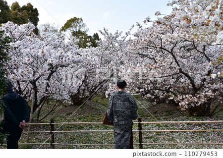 Kyoto in spring in Japan, Ninnaji Temple, a world heritage site, Omuro cherry blossoms in full bloom and a tourist woman wearing a kimono Kyoto in spring in Japan, Ninnaji Temple, a world heritage site, Omuro cherry blossoms in full bloom and a tourist woman wearing a kimono 110279453
