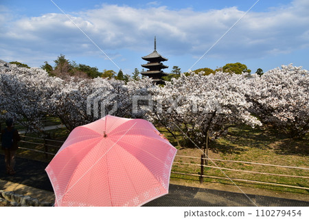 Kyoto in spring in Japan, Ninnaji Temple, a world heritage site, Omuro cherry blossoms in full bloom and a five-storied pagoda, an important cultural property, a tourist woman holding a red parasol Kyoto in spring in Japan, Ninnaji Temple, a world heritage site, Omuro cherry blossoms in full bloom and a five-storied pagoda, an important cultural property, a tourist woman holding a red parasol 110279454