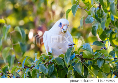Wild Cockatoo Eating in Australia Wild Cockatoo Eating in Australia 110279609