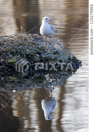 Reflective Solitude: Seagull on a Resting Nest Reflective Solitude: Seagull on a Resting Nest 110279868