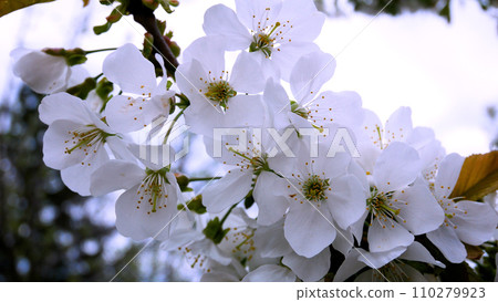 White cherry blossom flowers in spring. Spring flowering of fruit trees. White cherry blossom flowers in spring. Spring flowering of fruit trees. 110279923