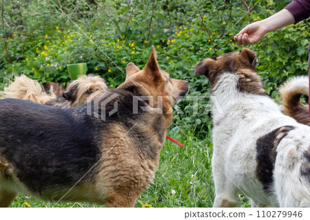 Big dogs meet in the garden closeup Big dogs meet in the garden closeup 110279946