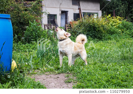 Cheerful white dog is running on grass closeup Cheerful white dog is running on grass closeup 110279950