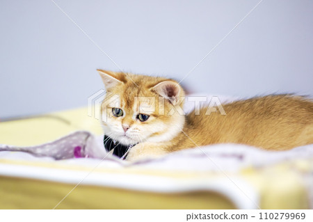 Scottish fold kitten closeup portrait at home Scottish fold kitten closeup portrait at home 110279969