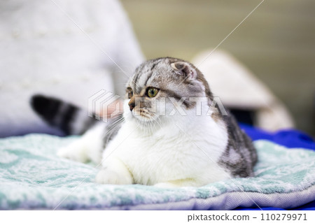 Scottish fold kitten closeup portrait at home Scottish fold kitten closeup portrait at home 110279971