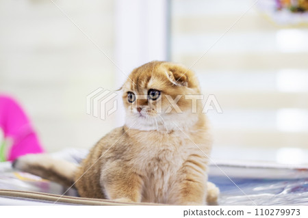 Scottish fold kitten closeup portrait at home Scottish fold kitten closeup portrait at home 110279973