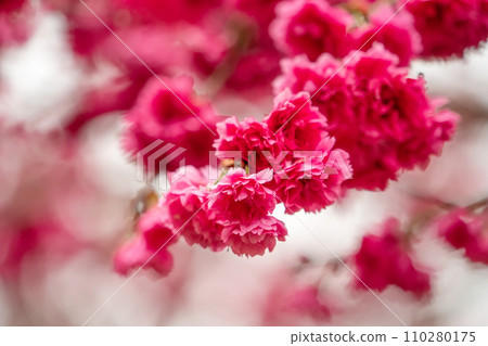 Sakura Sakura Taiwan Yae Sakura Pink sakura Taiwan Sakura さくら Yae Sakura ヤエザクラ 110280175