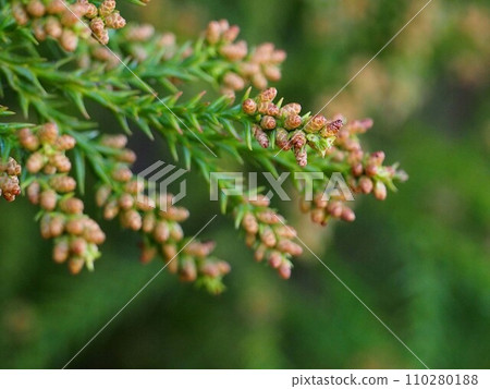 Close-up of male cedar flowers (inflorescences at the tips of cedar branches) 110280188