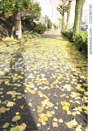 Ginkgo fallen leaves Ginkgo fallen leaves 110280192