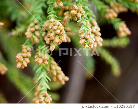 Close-up of male flowers on a cedar branch Close-up of male flowers on a cedar branch 110280197