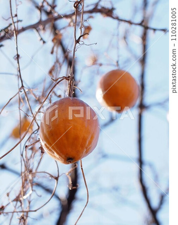 Kikarasu gourd fruit hanging from a dead branch 110281005