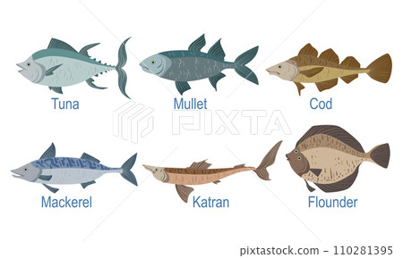 Collection of Fish Species with Name Subscription, Tuna, Mullet, Cod, Markel, Catran, Flounder Vector Illustration 110281395