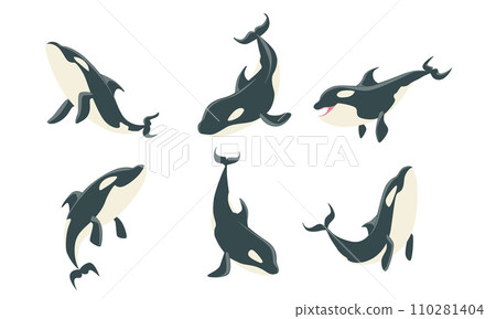 Killer Whales Set, Orca or Toothed Whale, Marine Mammal Animal Leaping Out of Water Vector Illustration 110281404