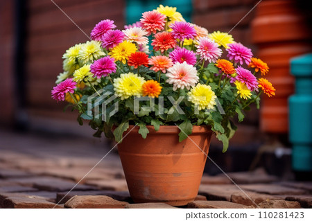Colorful potted chrysanthemum on pavement of city street flower shop Colorful potted chrysanthemum on pavement of city street flower shop 110281423