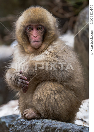 Snow monkey in Jigokudani Monkey Park Snow monkey in Jigokudani Monkey Park 110281445
