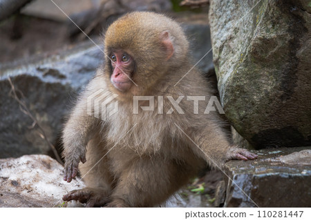 Snow monkey in Jigokudani Monkey Park Snow monkey in Jigokudani Monkey Park 110281447