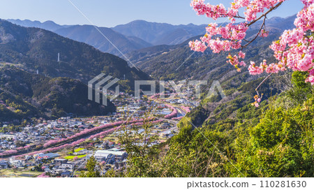 河津城跡公園展望台：山頂盛開的河津櫻花與展望台【靜岡縣河津町】 110281630