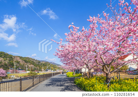 Spring scenery in Kawazu Town: Kawazu cherry blossoms blooming along the Kawazu River [Shizuoka Prefecture] 110281654