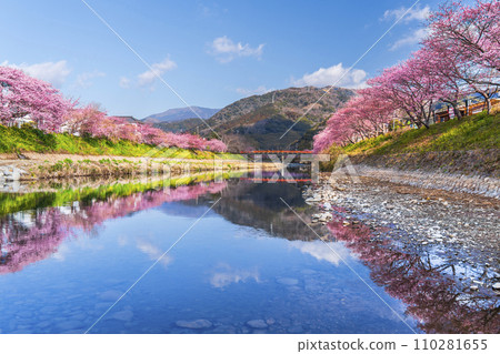 Kawazu Town in spring: Kawazu cherry blossoms blooming along the Kawazu River [Shizuoka Prefecture] 110281655