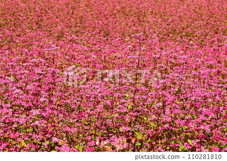 長野縣伊那高原赤蕎麥村盛開的紅蕎麥花 長野縣伊那高原赤蕎麥村盛開的紅蕎麥花 110281810