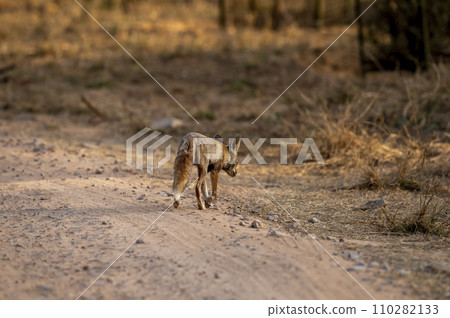 white footed fox or desert fox or vulpes vulpes pusilla back profile or view running or crossing forest track at outdoor jungle safari at jhalana leopard reserve jaipur rajasthan india asia 110282133