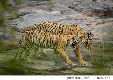 Wild female bengal tiger panthera tigris mother Loving moment with cub stroll walking together in territory morning safari at ranthambore national park forest reserve sawai madhopur rajasthan india 110282134