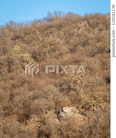 wild male leopard or panther or panthera pardus resting on big rock on hills or mountains landscape background in summer season evening safari at jhalana leopard reserve jaipur rajasthan india asia wild male leopard or panther or panthera pardus resting on big rock on hills or mountains landscape background in summer season evening safari at jhalana leopard reserve jaipur rajasthan india asia 110282136