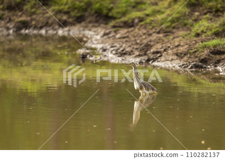 Indian Pond Heron or Ardeola grayii with reflection in shallow water or wetland of keoladeo national park or bharatpur bird sanctuary rajasthan india asia Indian Pond Heron or Ardeola grayii with reflection in shallow water or wetland of keoladeo national park or bharatpur bird sanctuary rajasthan india asia 110282137