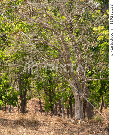 wild male bengal tiger or panthera tigris habitat resting under shades of sal trees in extremely hot day in summer season safari at bandhavgarh national park tiger reserve forest madhya pradesh india wild male bengal tiger or panthera tigris habitat resting under shades of sal trees in extremely hot day in summer season safari at bandhavgarh national park tiger reserve forest madhya pradesh india 110282138