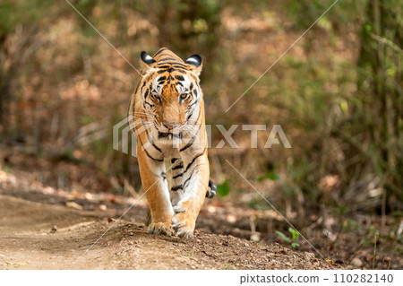 wild huge and large male bengal tiger or panthera tigris head on walking closeup with wink eye contact during morning stroll in safari at kanha kisli national park forest reserve madhya pradesh india 110282140