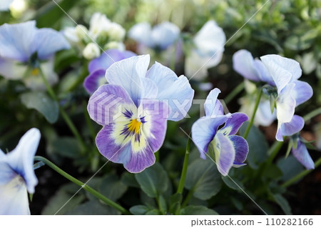 紫色三色紫羅蘭花 紫色三色紫羅蘭花 110282166