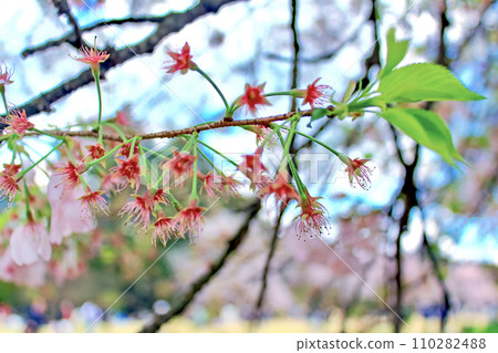 [Spring image] Close-up of cherry blossoms past their peak bloom and cherry blossom viewers 110282488